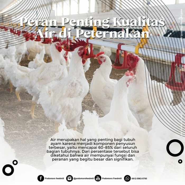 Menghitung biaya operasional peternakan ayam secara detail