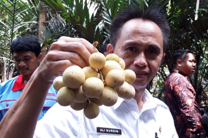 Lokasi terbaik untuk membeli buah duku di Jakarta