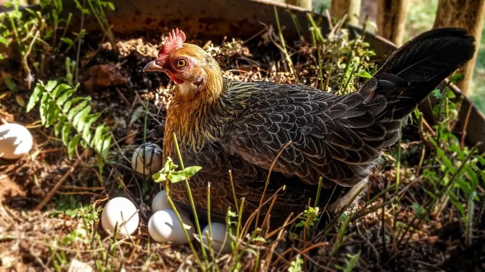 Penyebab ayam petelur tidak bertelur dan cara mengatasinya