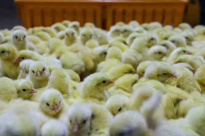 Ayam kampung ternak usaha peluang bibit tepat memilih budidaya jadi bisa bisnis pemula panduan modal kecil agro madani