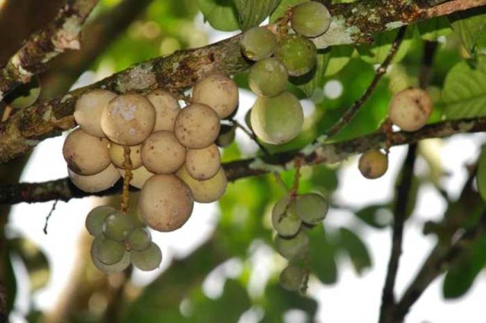 Buah duku johor petani warisan