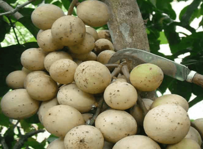 Budidaya buah duku di Indonesia