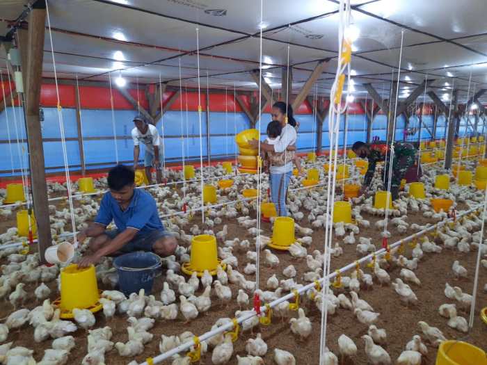 Membangun usaha peternakan ayam organik di lahan sempit