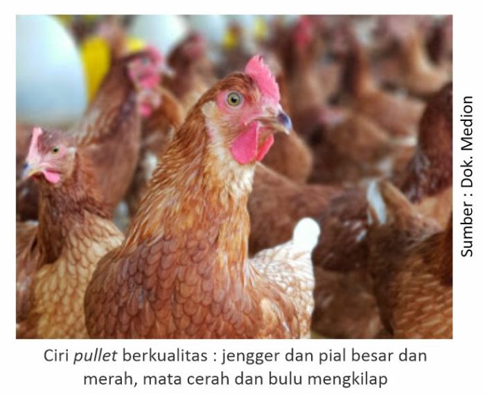 Penyebab ayam petelur tidak bertelur dan cara mengatasinya