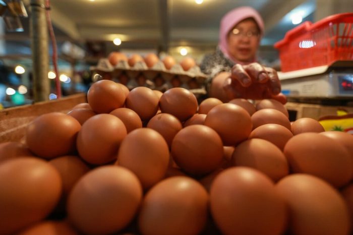 Strategi menjual telur ayam organik di pasar tradisional