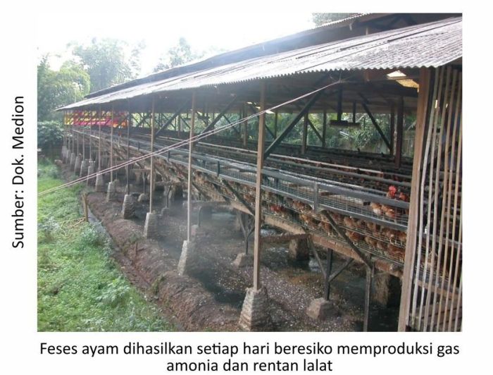 Mengelola limbah peternakan ayam dengan cara ramah lingkungan