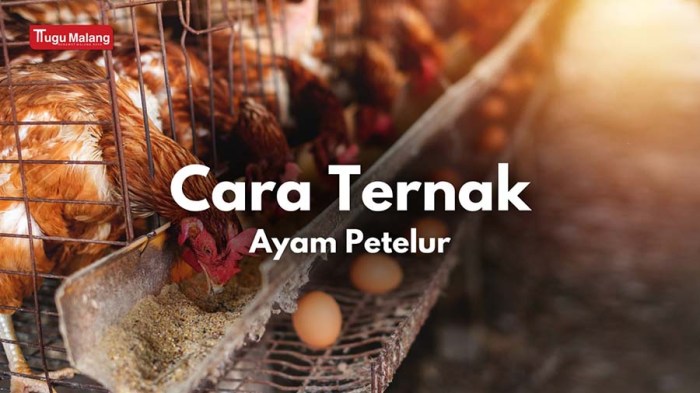 Memilih jenis ayam petelur yang cocok untuk pemula