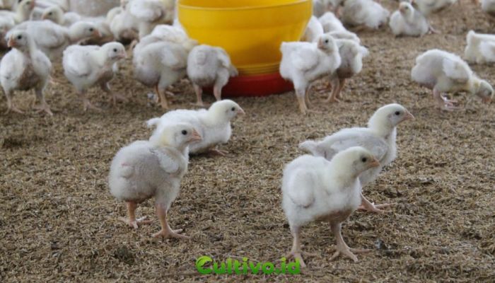 Memilih bibit ayam berkualitas tinggi untuk peternakan rumahan