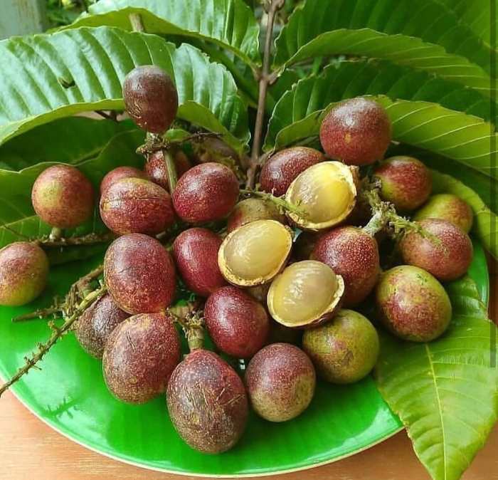 Cara Mengolah Buah Matoa Menjadi Manisan