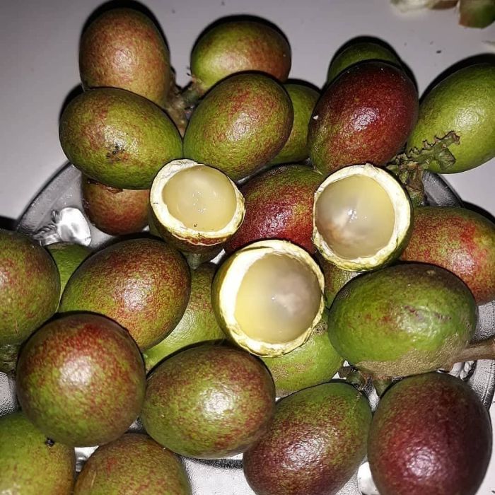 Matoa buah