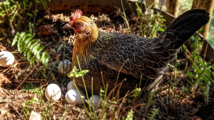 Memilih jenis ayam petelur yang cocok untuk pemula