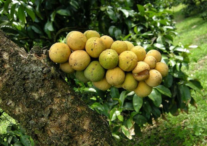 Budidaya buah duku di Indonesia