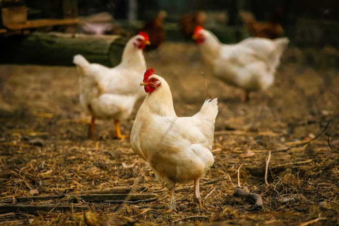 Membangun usaha peternakan ayam organik di lahan sempit