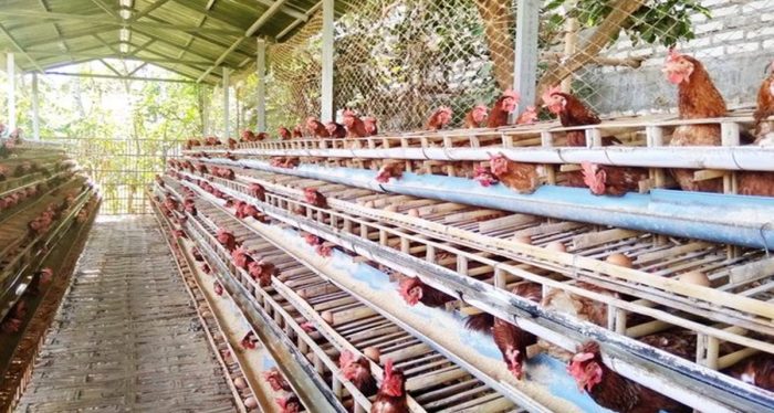 Membuat kandang ayam dari bambu dan kayu bekas