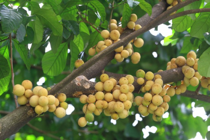 Cara mengolah buah duku agar tahan lama