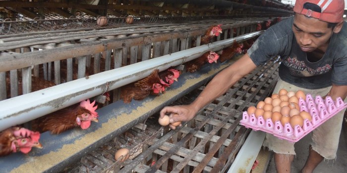 Menghitung biaya operasional peternakan ayam secara detail