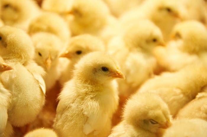 Memilih bibit ayam berkualitas tinggi untuk peternakan rumahan