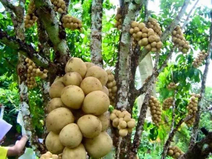 Budidaya buah duku di Indonesia