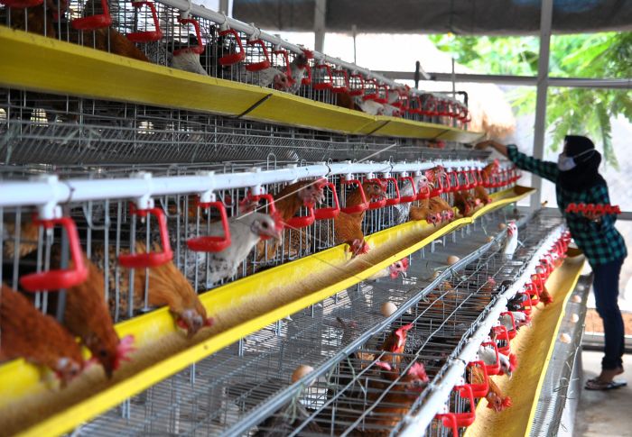 Ayam peternakan petelur kampung ternak usaha peluang kegiatan budidaya jenis rumahan ukm bisnis digest hewan memelihara adalah keuntungan mendapatkan dibudidayakan